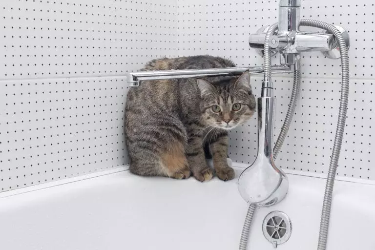 Кошка писает как отучить. Лейкой кошки. Душевая прикол. Cat in Bath.