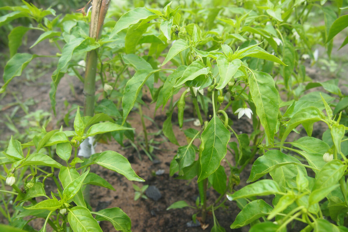 Жгучий перец в период цветения и завязывания плодов