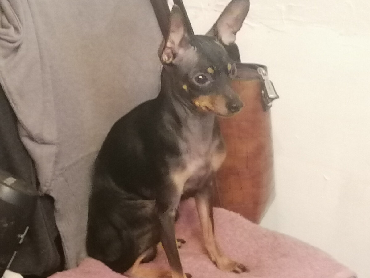 Сёма. которому очень нужна активность. И мячик. Желательно с пищалкой. Но можно и без неё.