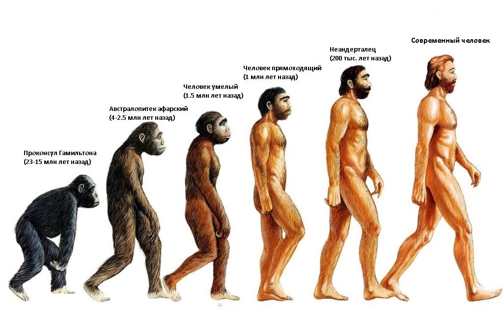 Рассмотрите рисунки и подпишите названия предков человека