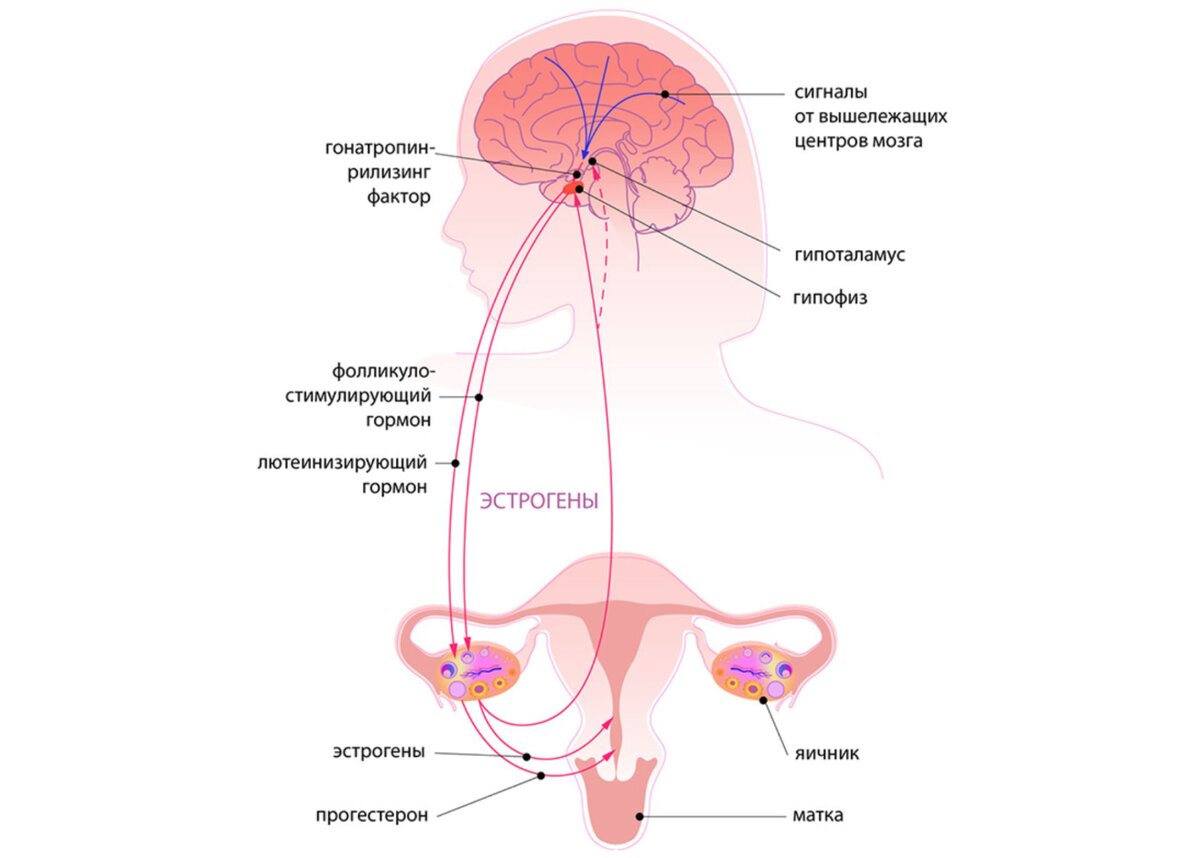 Гормональный сбой у женщин: почему возникает, как лечить и предотвратить |  Цитамины. Пептидные биорегуляторы | Дзен