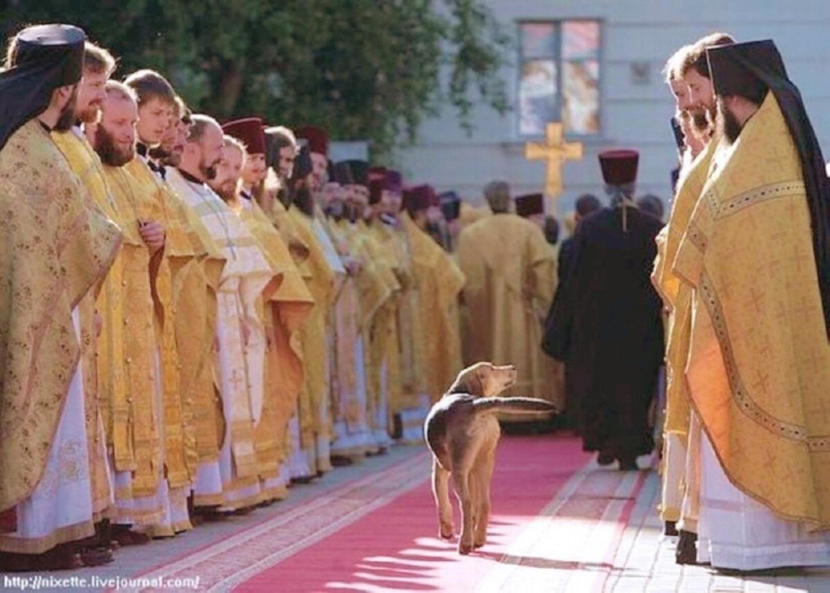 Светлый кот - значит церковный кот!