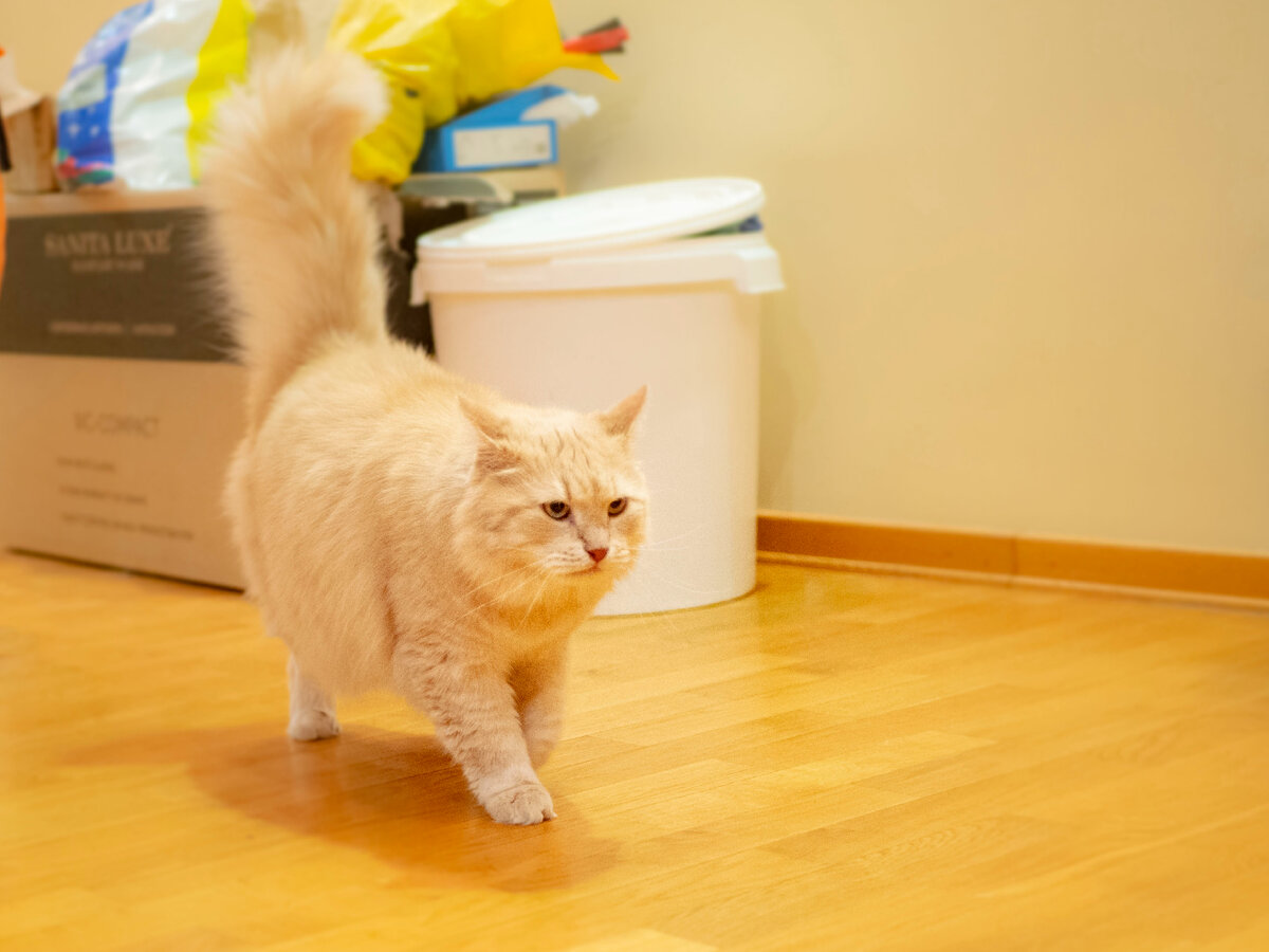 Король котов!