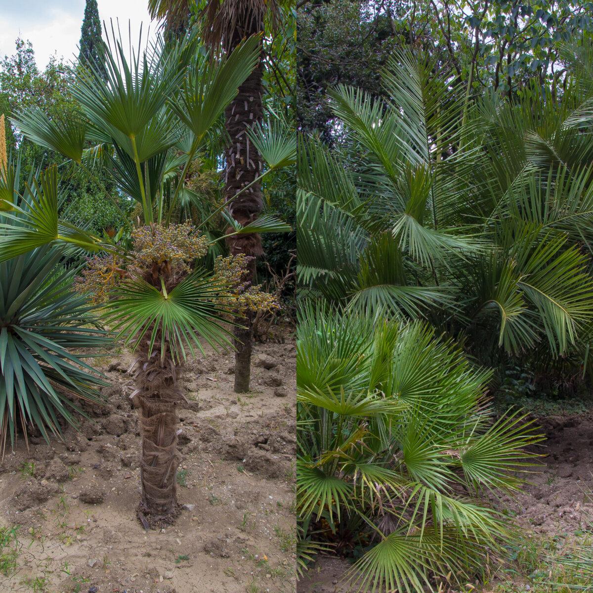 Красная  пальма/листвона/ховея