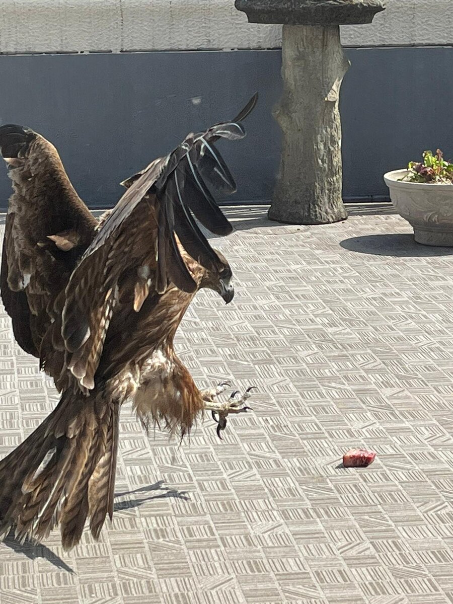 Ястреб на террасе квартиры свекрови. Терраса находится высоко, с видом на Токийский залив. Так что к свекрови прилетают вот такие гости. Как видите, она не тушуется и потчует красавца мясом) Я бы убежала далеко и надолго👀 Фото автора.