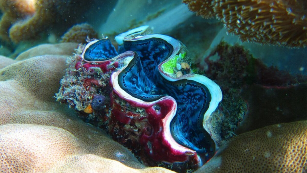 Гигантская Тридакна, источник фото wikipedia.com