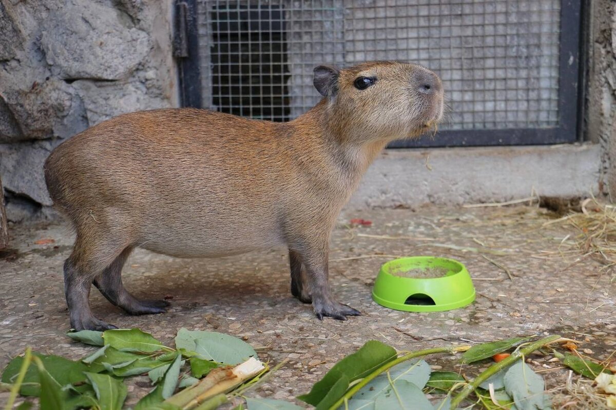 Фото: Ленинградский зоопарк / TG