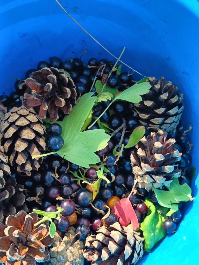 Летние дары Карабулакского леса (Фото автора)