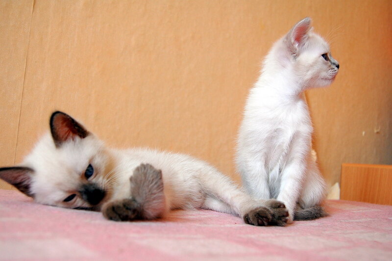 Ты видела? Я его победил! Теперь я тут главный!