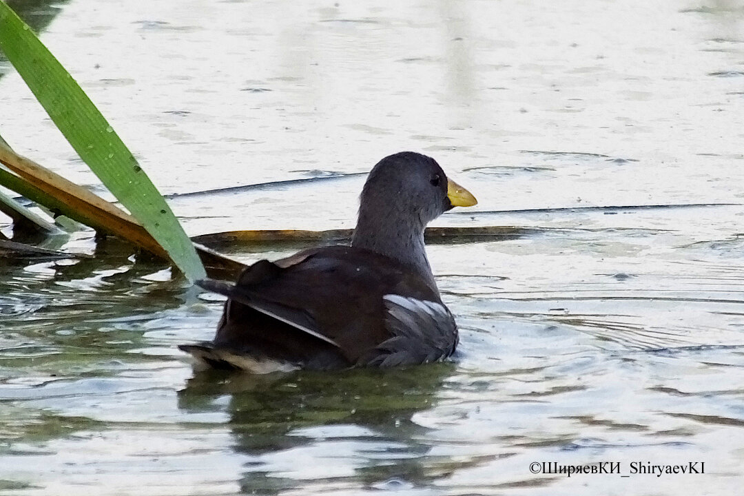 6:42 Подросток камышницы передумал выходить на берег перед укрытием.