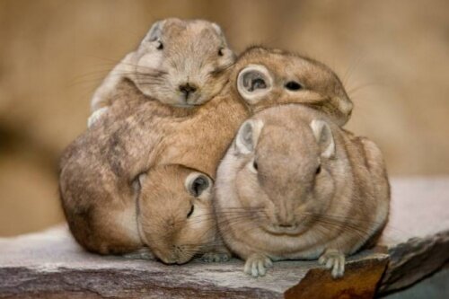 Дикие грызуны: фото, описание, обзор интересных пород - уникальная информация для любителей животных