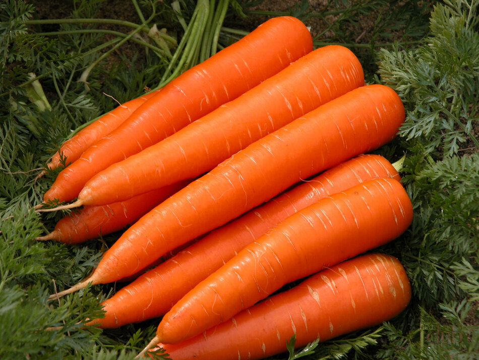 Можно ли лук после моркови. Морковь женьшень. Разрядить морковь. Морковь Настена.