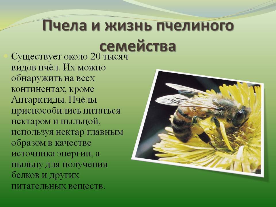 К какому классу относится пчела. Образ жизни пчел. Пчелы строение и образ жизни. Какое семейство у пчёл. Сколько живут пчелы.