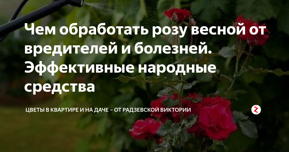 Опрыскивание роз весной. Чем опрыскать розы от болезней в августе. Совместимость препаратов в баковых смесях. Пестициды. Чем опрыскать розы от болезней в августе.