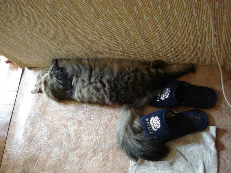 Мой любимый кот