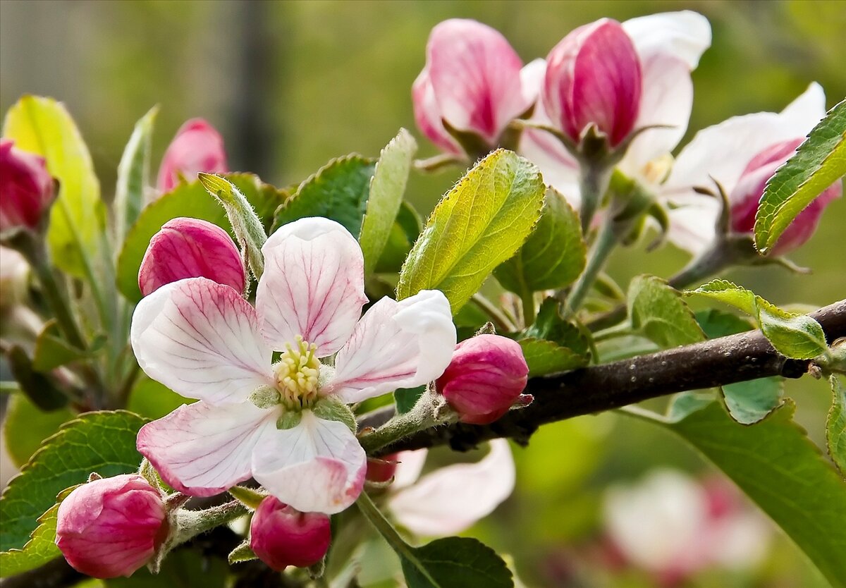 Весна цветы яблони