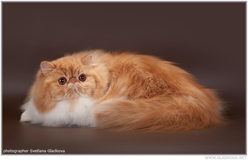 Персидская длинношерстная/экзотическая короткошерстная порода кошек |  Княгиня Ксения | Дзен