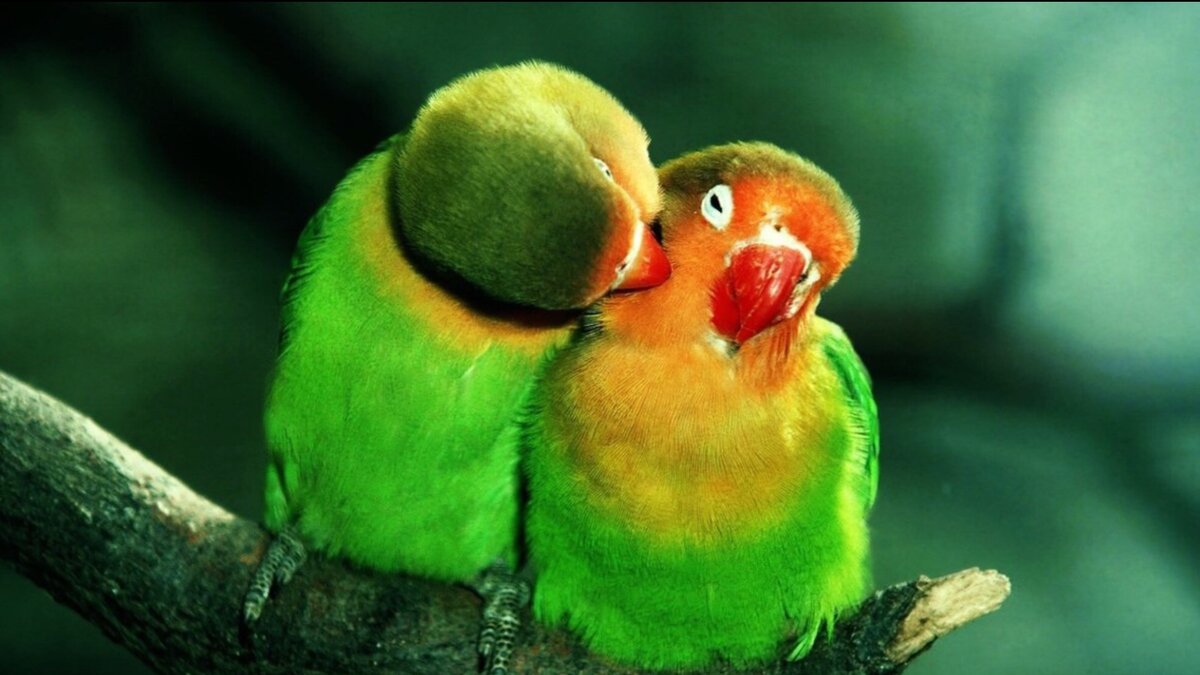 Изображение взято с сайта yandex.ru