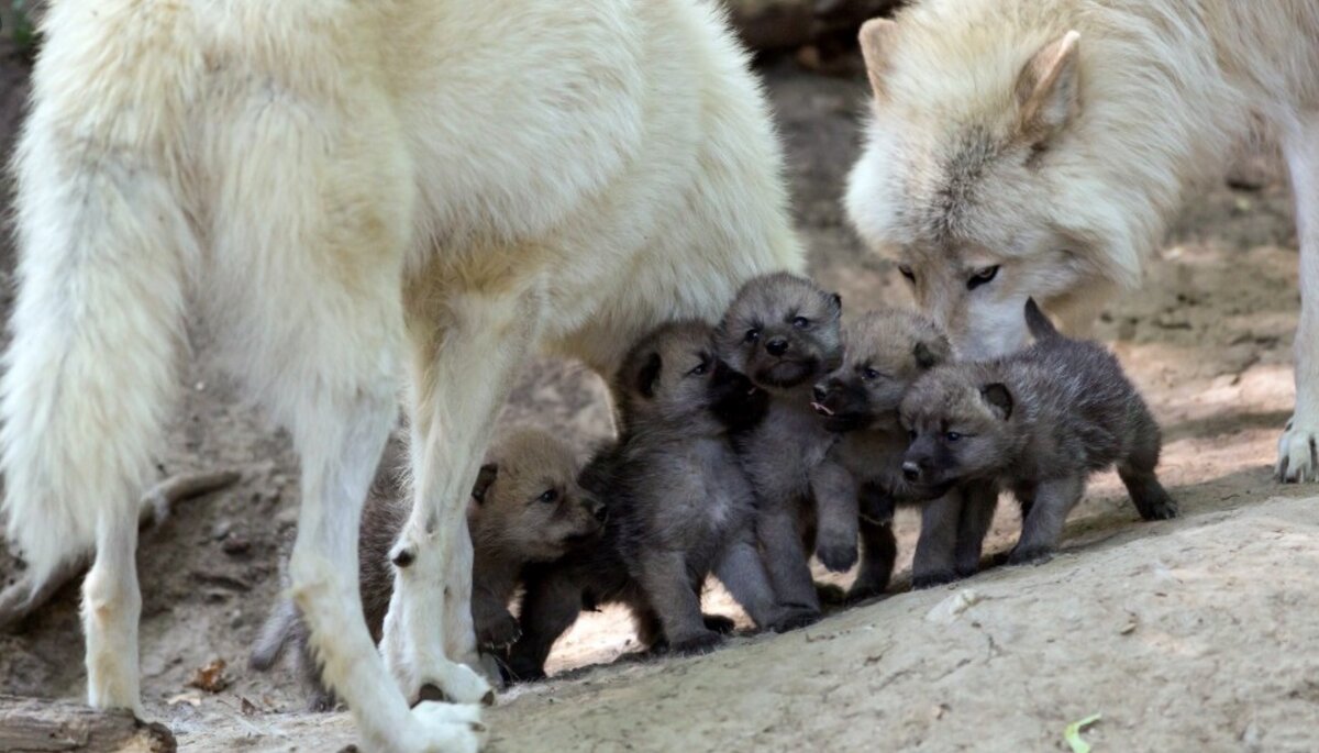 Изображение взято с сайта yandex.by
