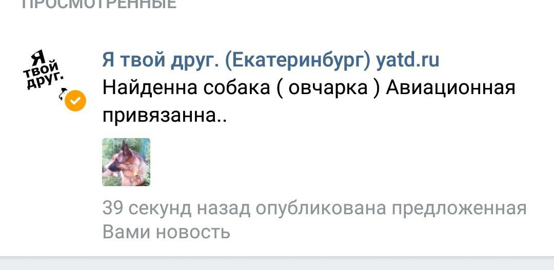 В эту субботу все как обычно в какой то момент пошло не так. Днем мне позвонил один родственник. Пошел гулять с утра со своим лабром и по дороге обнаружил привязанную к скамейке немолодую овчарку.-2