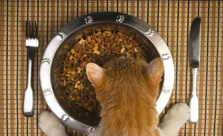 Сухой корм для котов