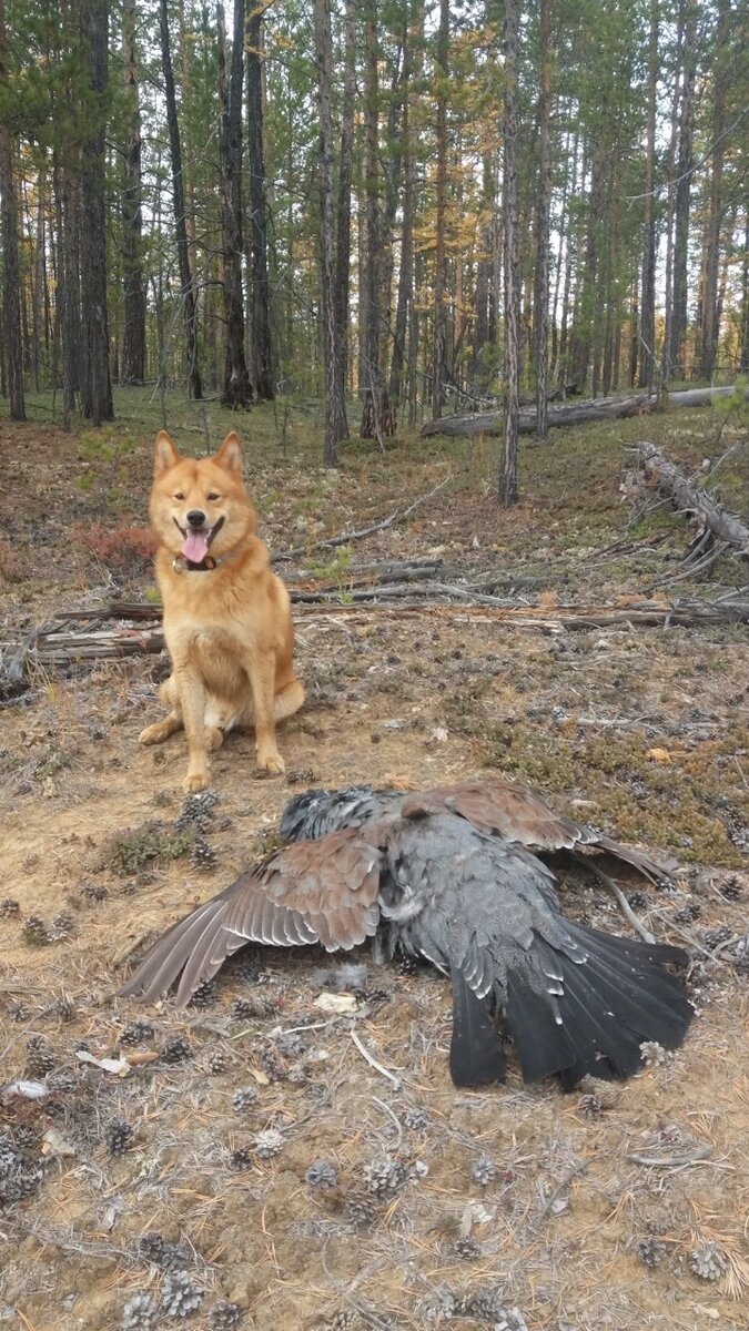 Первый осенний трофей в этом году с Рутто. Примерный возраст глухаря 5 лет, весом 5 кг. Фото Вари Сергеевой