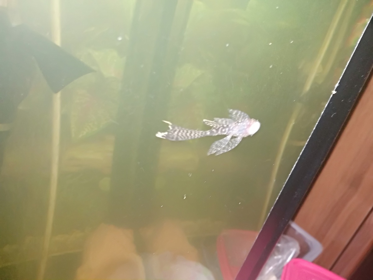 Сом  анциструс