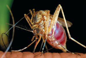 При укусе в ранку погружаются все ротовые части комара, кроме их общего футляра — нижней губы