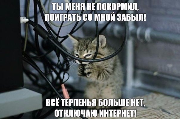 Все запомните если вы забыли покормить котёнка, то за это вы можете поплатится всем, катёнки они коварные)))
