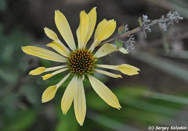 Эхинацея Sunrise