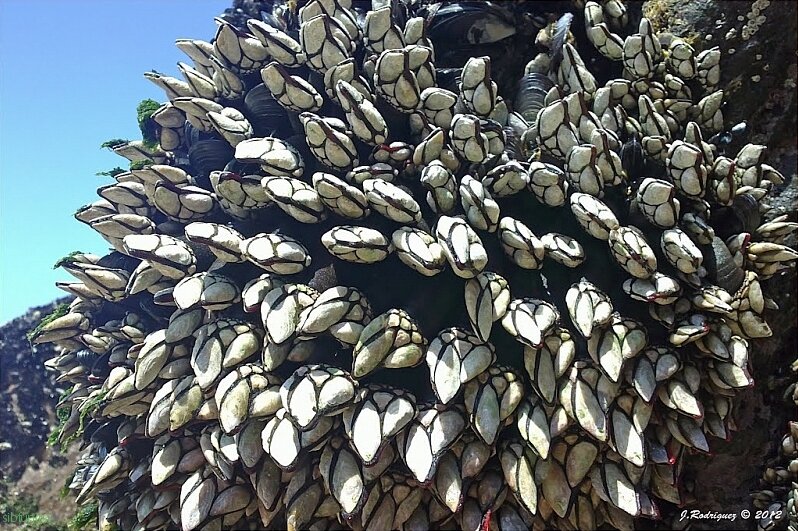 Персебес – самый дорогой морепродукт в мире, относится к разряду моллюсков.