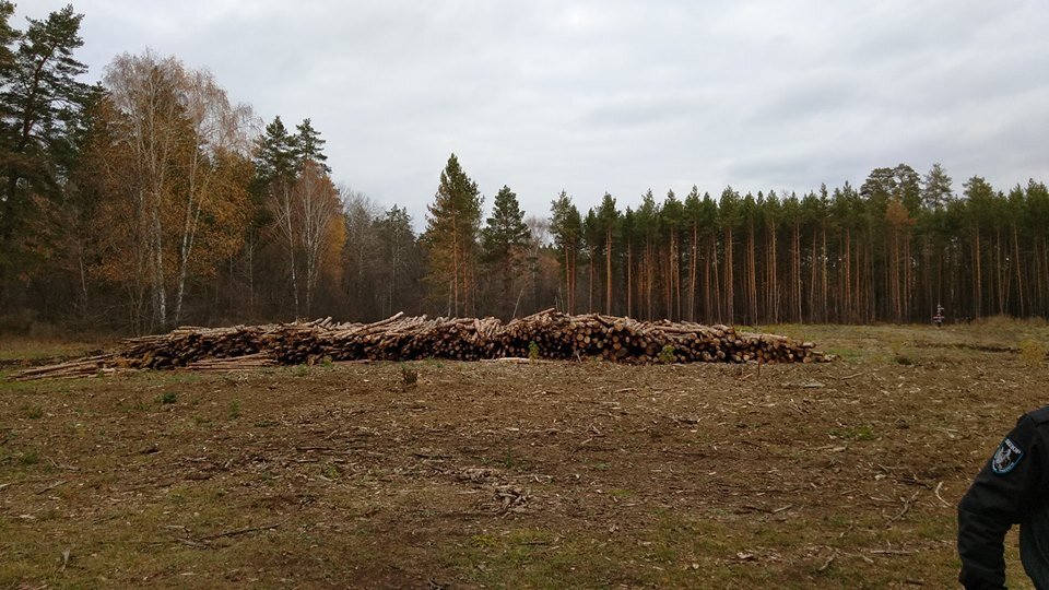 Бузулукское лесничество фото