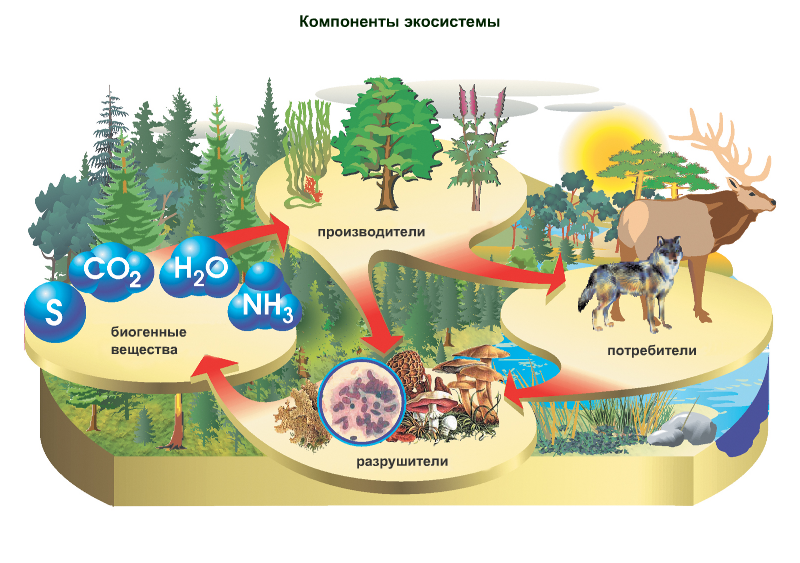 Экосистема это. Экосистема. Компоненты Агросистемы. Компоненты экосистемы. Потребитель и производитель.