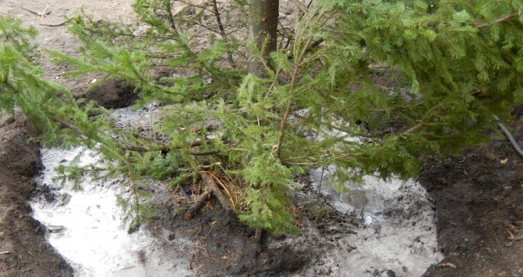 Влагозарядный полив хвойных