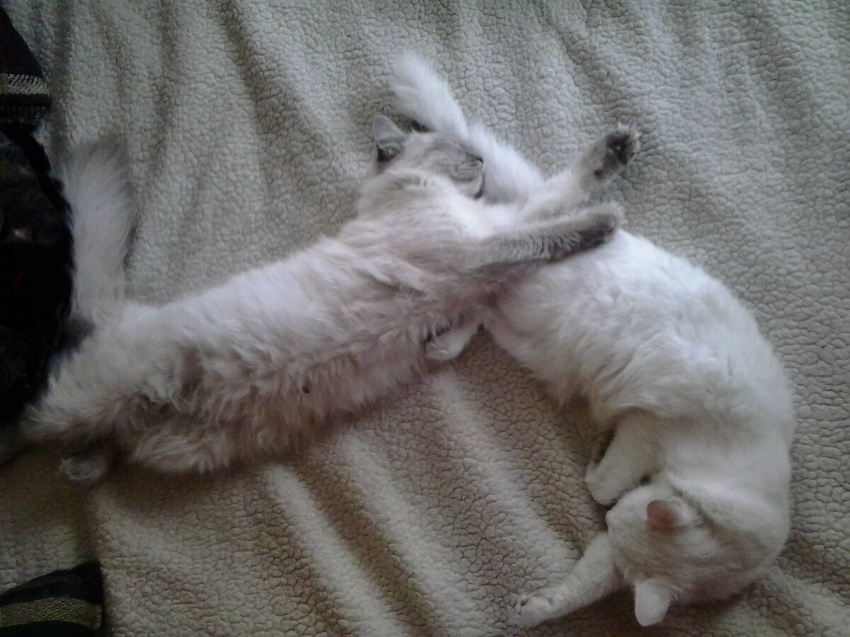 Знакомьтесь; наши "знатные зверюги":-) Один серый, другой белый - два веселых гуся))