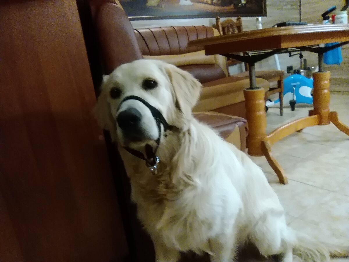 Халти - спасение для хозяев крупных собак, боящихся ездить к ветеринару