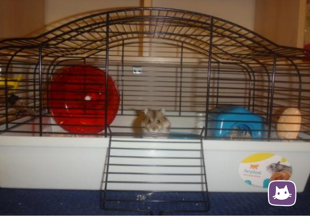 Хомяк джунгарский домашний липецк. Дом джунгарского хомяка. Джунгарский хомячок. Хомячата джунгарские маленькие. Зеленый хомячок.