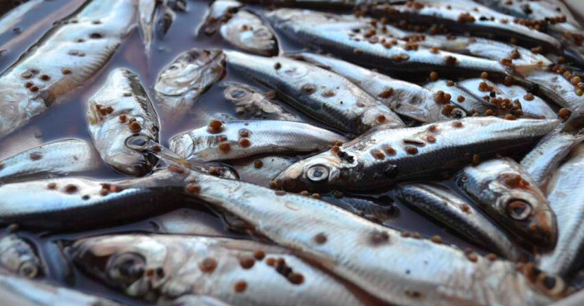 килька черноморская пряного посола. мойва пряная слабосолёная. килька каспийская пряного посола. килька балтийская слабосолёная. килька с пряностями.