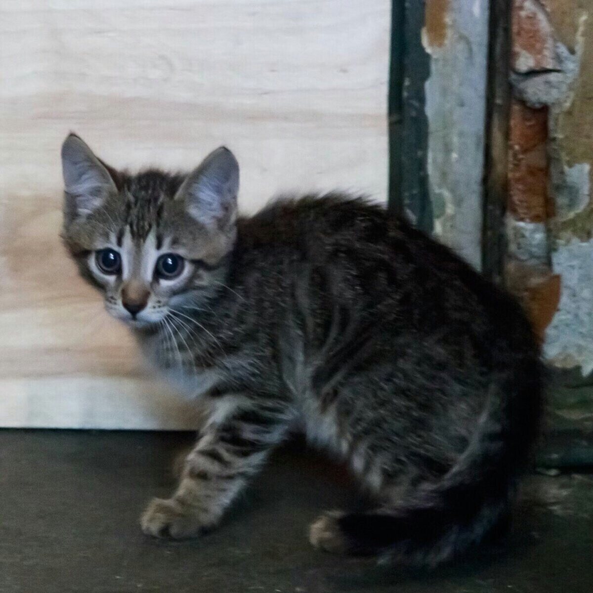 Скромняжка в его обычном проявлении