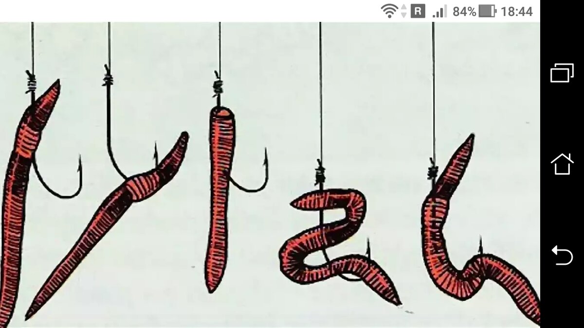 фото рисунок как правильно одеть насадку червя на крючок