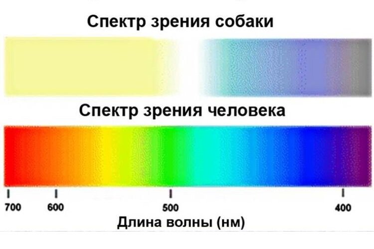 Кто из животных видит цветное изображение