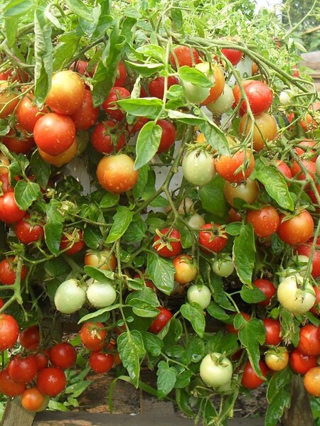 Ляна на балконе