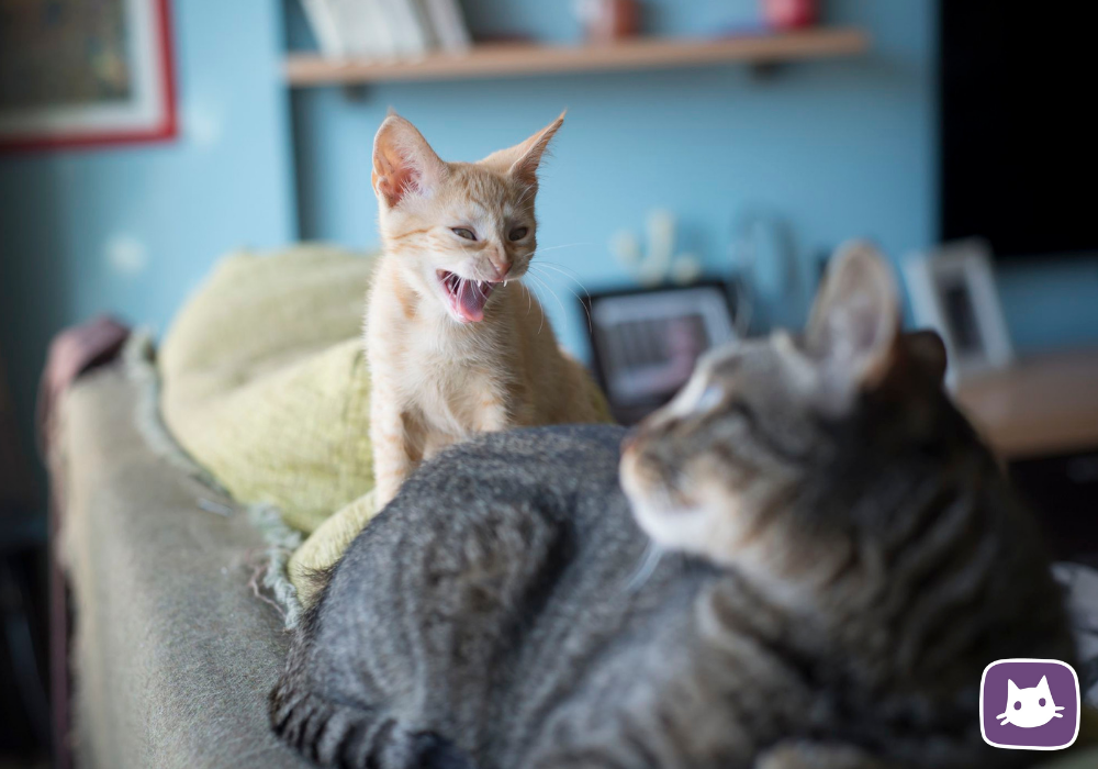 Можно ли завести кошку. Кошка успокаивает. Коты друганы. Снисходительный кот. Агрессивное поведение кошки.