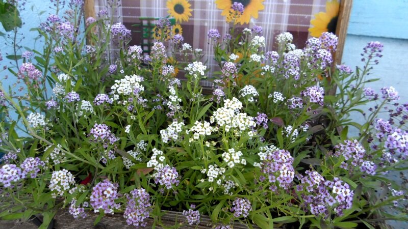 Лучшие однолетники цветущие всё лето для балконных ящиков и вазонов ...