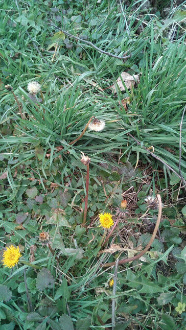 Весна к нам пришла