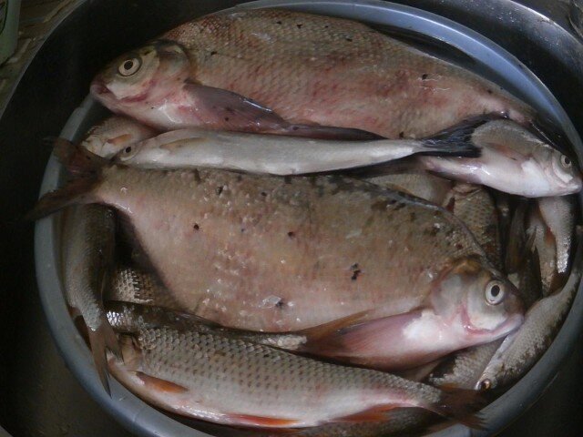 Как сделать приманку или прикормку для карася плотвы или другой рыбы как делать уловистую прикормку
