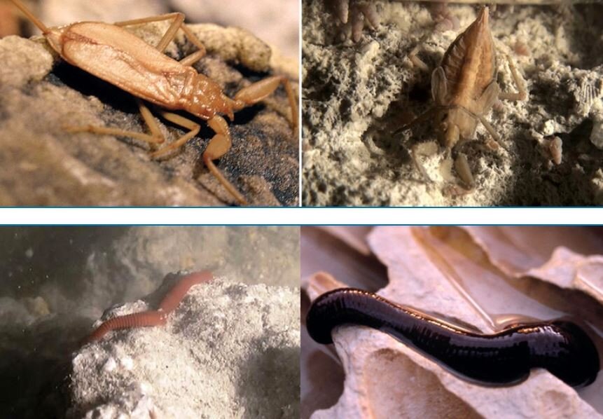 Учёные обнаружили в пещере Мовиле 33 новых для науки организма, которые не существуют нигде, кроме этой пещеры. Считается, что эти организмы выжили, питаясь пеной, которая образуется на камнях в Мовиле.