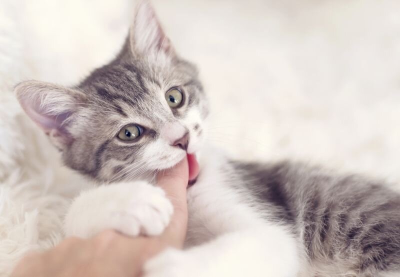 Как отучить котенка кусаться и царапаться | Жизнь усатых и хвостатых | Дзен