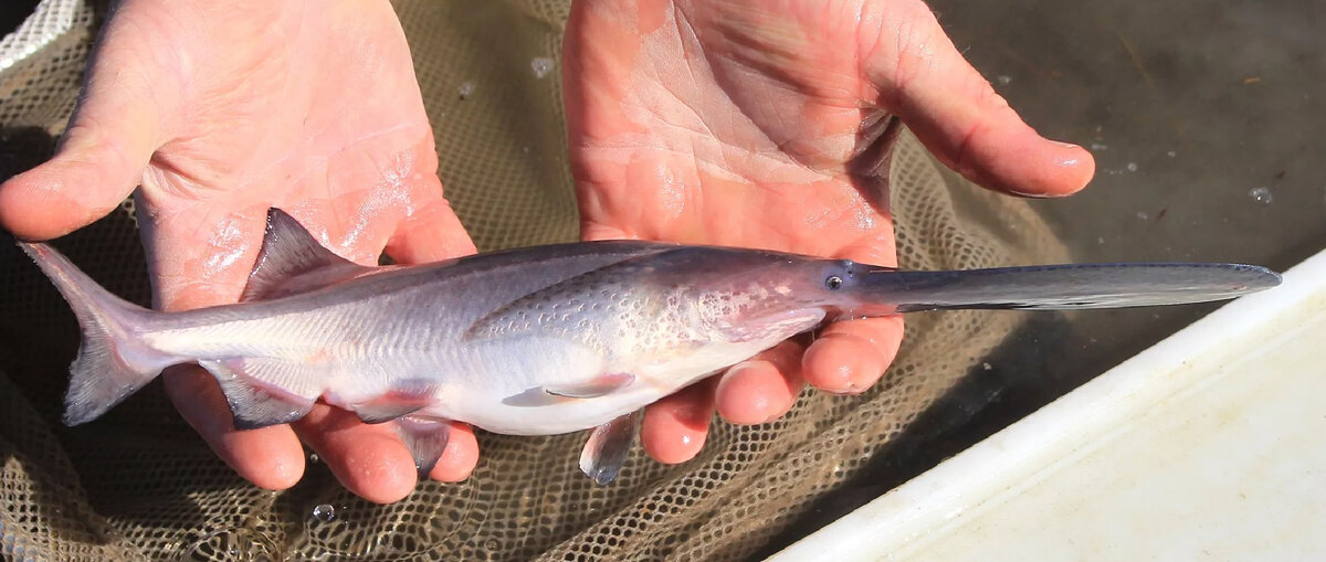 малек веслоноса