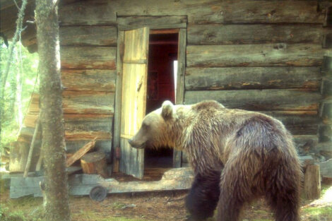 Фото предоставлено пресс-службой государственного природного биосферного заповедника "Саяно-Шушенский"